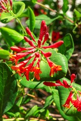 Lonicera brownii