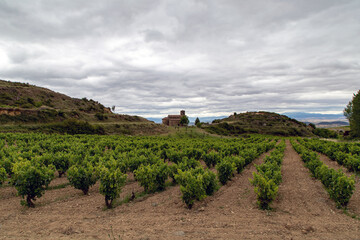 Viñedo de Rioja con una iglesia en el fondo. San Vicente de la Sonsierra, La Rioja, España.