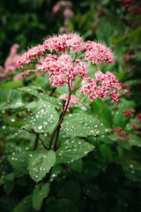 Spiraea japonica