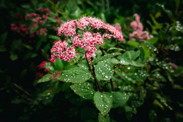 Spiraea japonica