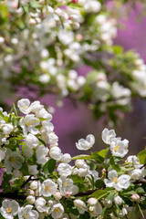 closeup purple and white crabapple branch 3