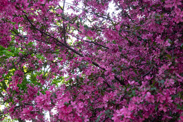 purple crabapple blossom tree