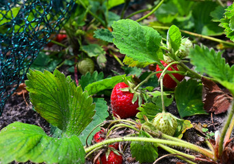 Erdbeere reif an der Pflanze