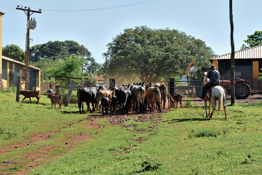 O Peão e a Boiada 