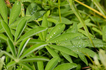 Water drops after the rain over plant's leaves in a garden. Easter Island, Chile.