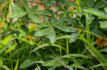 Water drops after the rain over plant's leaves in a garden. Easter Island, Chile.