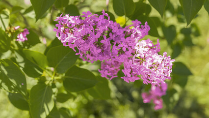 blooming lilac branch in spring close-up