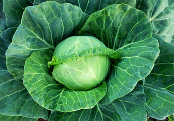 Fototapeta premium Fresh green cabbage, vegetarian food, natural background.