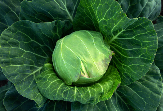 Fresh green cabbage, vegetarian food, natural background.