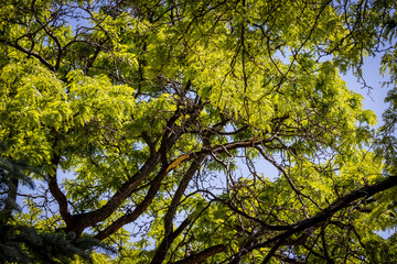 Tree Branches in the Sky