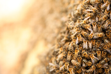 Honey bees. Swarm transplant. Texture. Lots of insects.