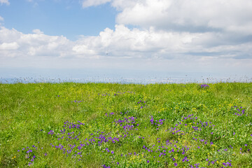field of grass and sky