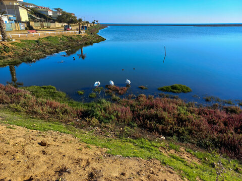 Laguna de cahuil y sus cisnes