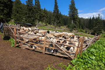 Fototapeta na wymiar A flock in the sheepfold