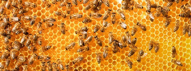 bees on honeycomb, abstract natural background or texture.
