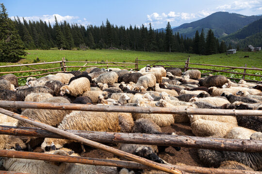 A flock in the sheepfold