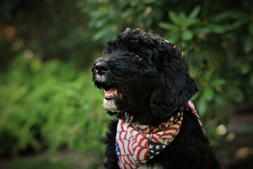 Puppy Fourth of July