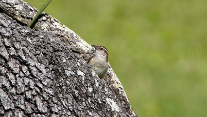 Carolina wren (Thryothorus ludovicianus) on an oak tree in a backyard in Panama City, Florida, USA