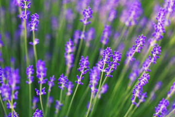 Bright lavender flowers, selective focus. In a lavender field.