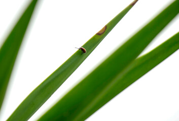 Fototapeta premium Bug on a plant