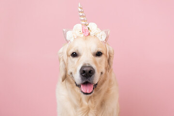 Cute dog in a unicorn costume sitting on a pink background. Funny golden retriever in a cap with a horn. Birthday card © deine_liebe