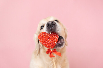Cute dog licks heart-shaped lollipop. Golden Retriever eating Valentine's Day candy on a pink background. A pet eats candy.