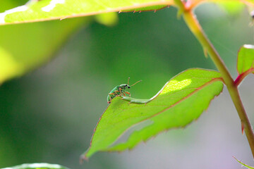 un charançon vert soyeux (polydrusus formosus) sur un feuille de rosier 