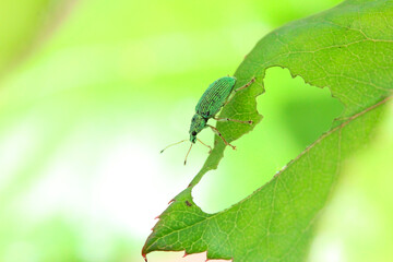 un charançon vert soyeux (polydrusus formosus) sur un feuille de rosier 