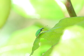 un charançon vert soyeux (polydrusus formosus) sur un feuille de rosier 