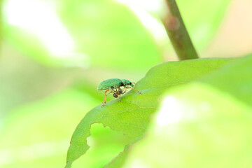 un charançon vert soyeux (polydrusus formosus) sur un feuille de rosier 