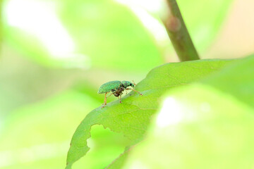 un charançon vert soyeux (polydrusus formosus) sur un feuille de rosier 