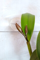 Cattleya buds in the initial stage of dissolution, selective focus, with space for an inscription,...