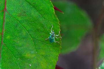un charançon vert soyeux (polydrusus formosus) sur un feuille de rosier 