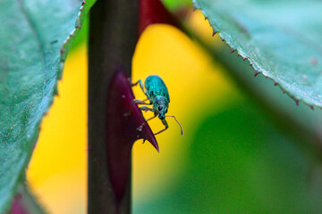 un charançon vert soyeux (polydrusus formosus) sur un feuille de rosier 