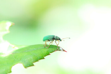 un charançon vert soyeux (polydrusus formosus) sur un feuille de rosier 