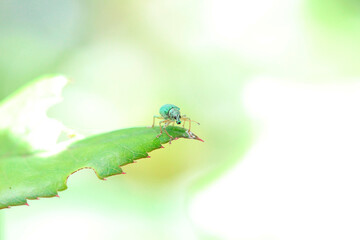 un charançon vert soyeux (polydrusus formosus) sur un feuille de rosier 