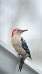 Red-bellied woodpecker (Melanerpes carolinus) perched on a gutter in a backyard in Panama City, Florida, USA