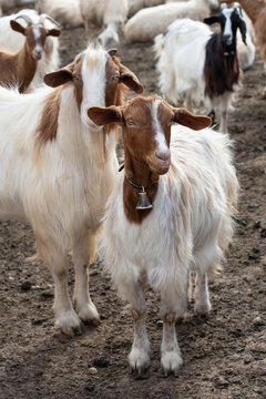 Two young goats stand side by side in a pen in southern Europe. One of them is looking at the camera?
