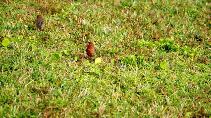 Obraz premium House finch (Haemorhous mexicanus) in the grass in a backyard in Panama City, Florida, USA