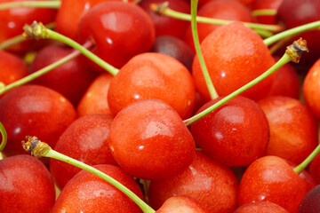 さくらんぼ　佐藤錦