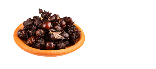 Toasted culona ant - Delicious Colombian recipe