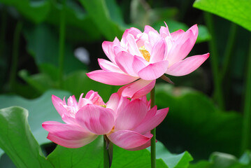 close up on white lotus flower with green leaves