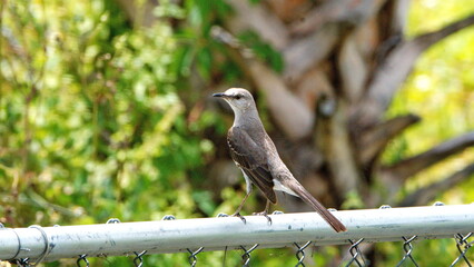 Northern mockingbird (Mimus polyglottos) perched on a chain link fence in a backyard in Panama City, Florida, USA