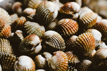 Fresh Blood Clam