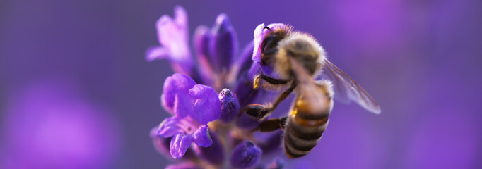 Honey bee collects nectar on lavender flowers. Close-up.