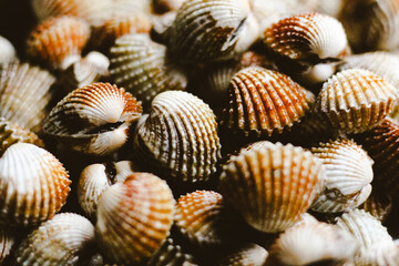 Fresh Blood Clam