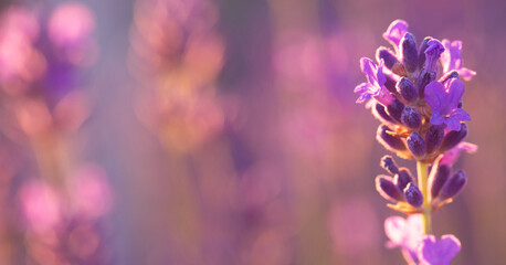 Bright lavender flowers, selective focus. In a lavender field.