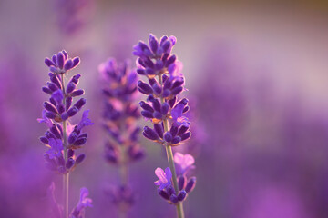 Bright lavender flowers, selective focus. In a lavender field. - obrazy, fototapety, plakaty