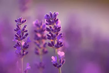Deurstickers Bright lavender flowers, selective focus. In a lavender field. © maykal