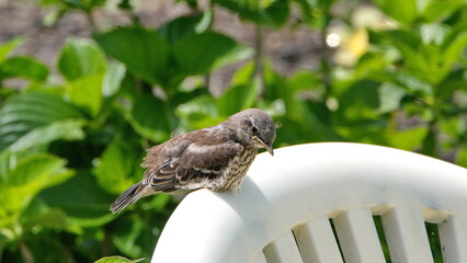 Brown thrasher (Toxostoma rufum) chick perched on the back of a plastic chair in a backyard in Panama City, Florida, USA